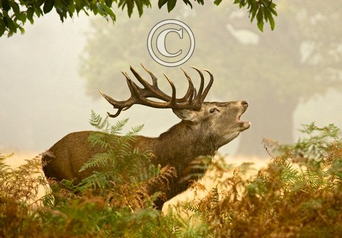 Red  Deer Stag 6 DM0127
